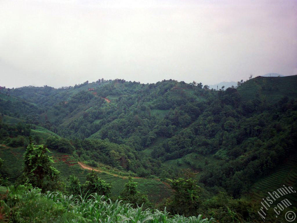 View of village from `OF district` in Trabzon city of Turkey.
