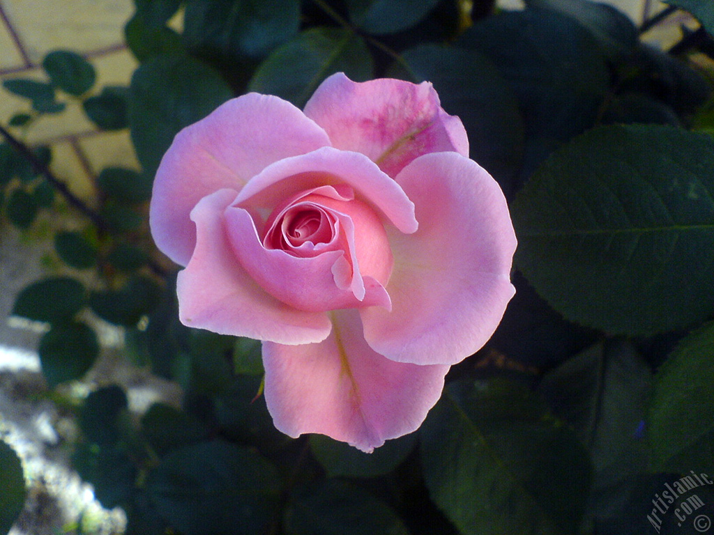 Pink rose photo.
