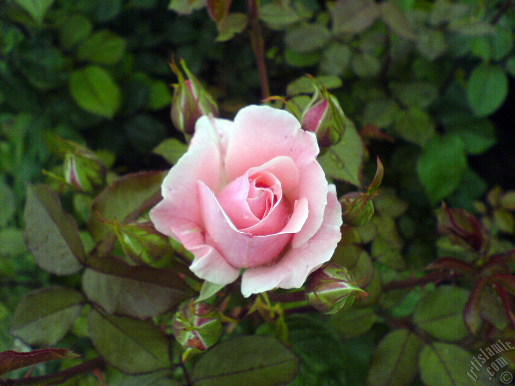 Pink rose photo.
