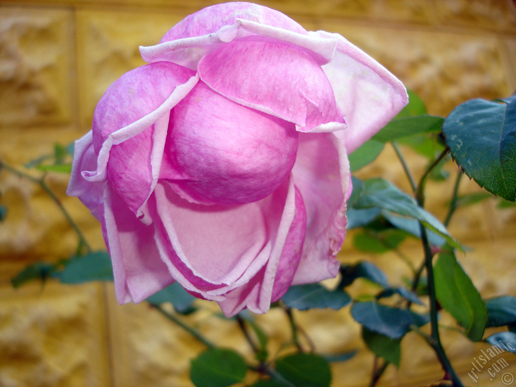 Pink rose photo.
