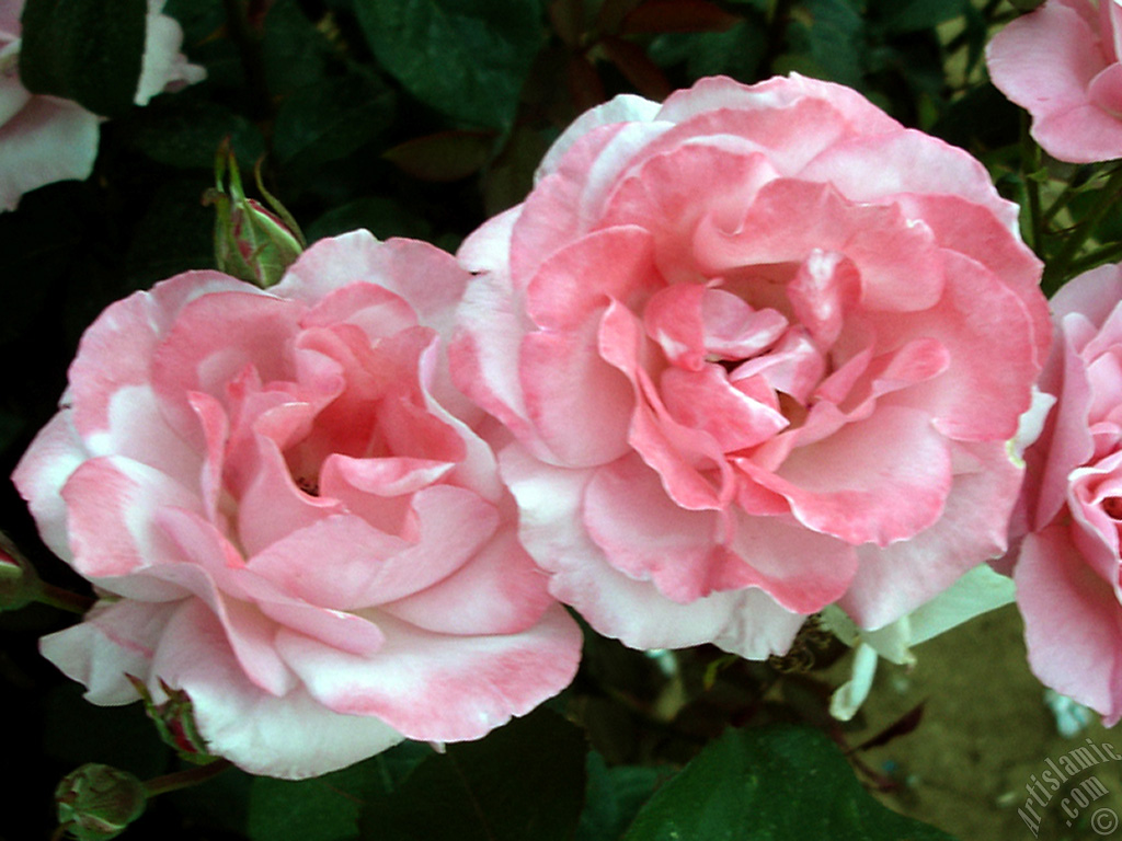 Pink rose photo.
