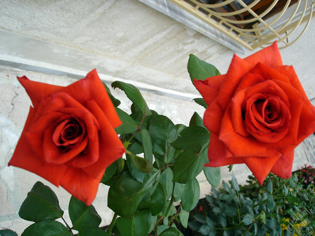 Red rose photo.
