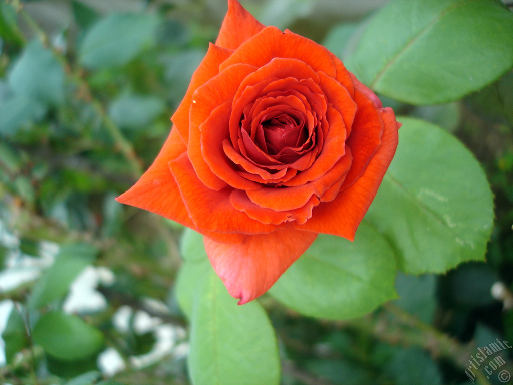 Red rose photo.
