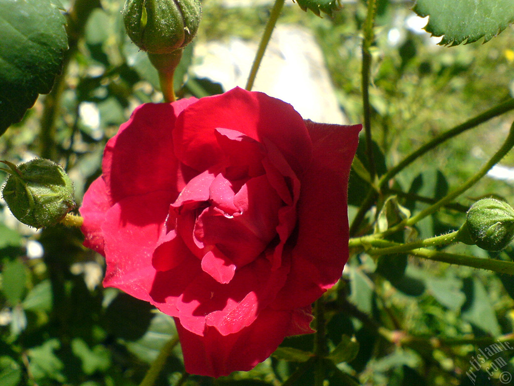 Red rose photo.
