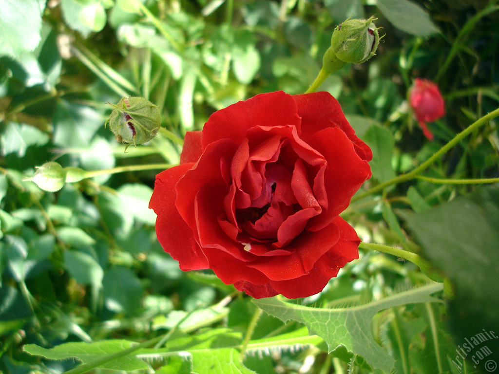 Red rose photo.
