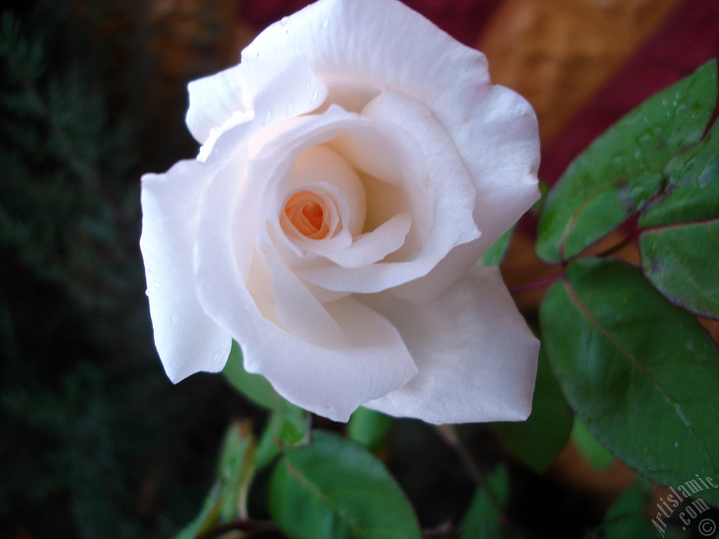 White rose photo.
