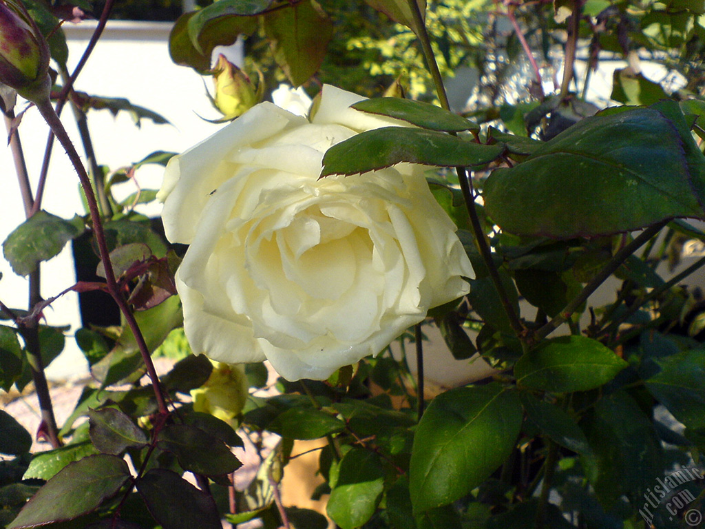 White rose photo.
