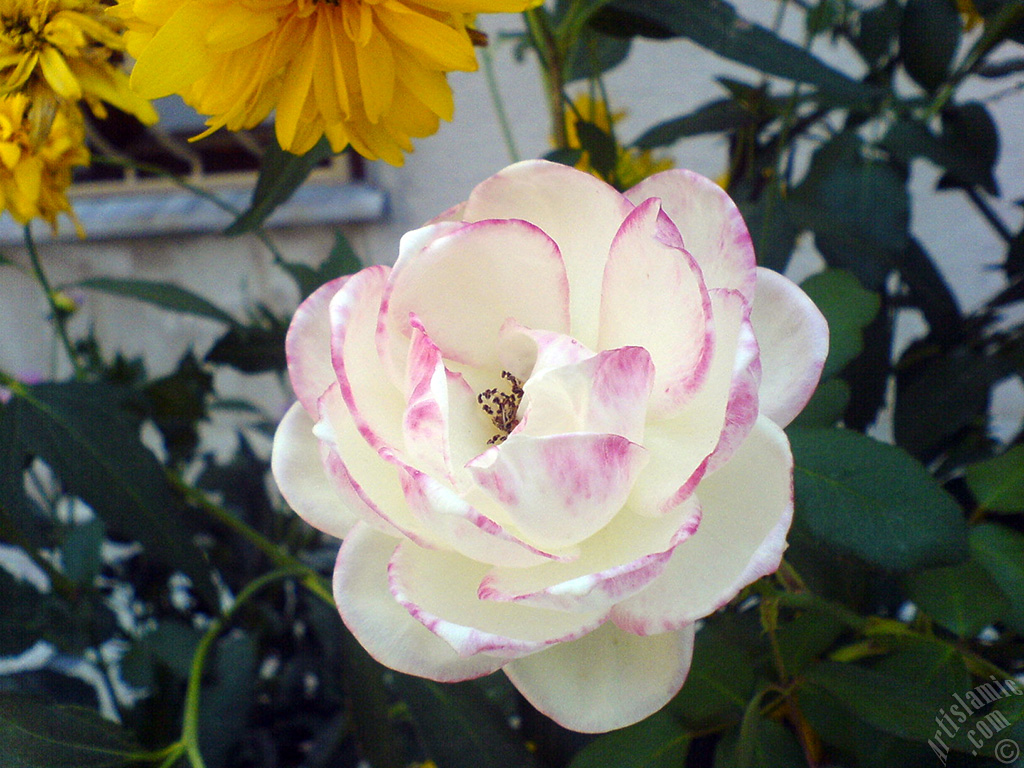 Variegated (mottled) rose photo.
