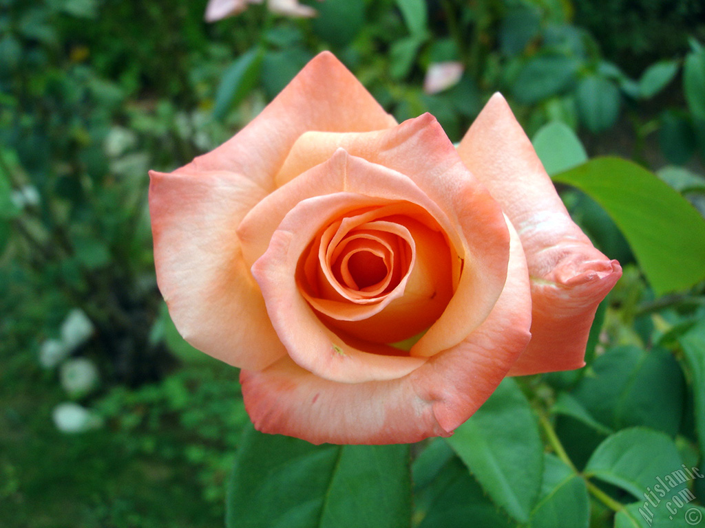 Salmon Color rose photo.
