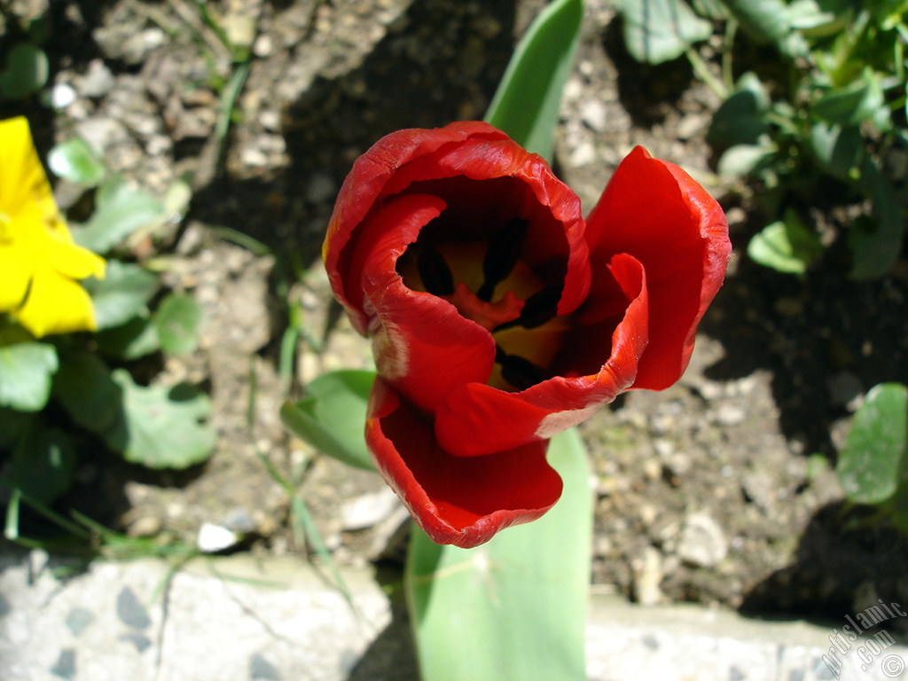 Red Turkish-Ottoman Tulip photo.
