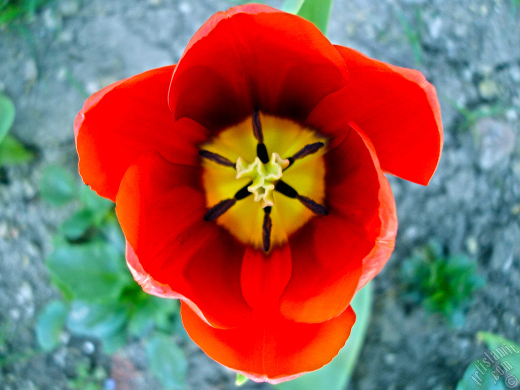 Red Turkish-Ottoman Tulip photo.
