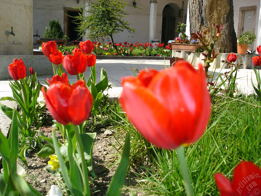 Red Turkish-Ottoman Tulip photo.
