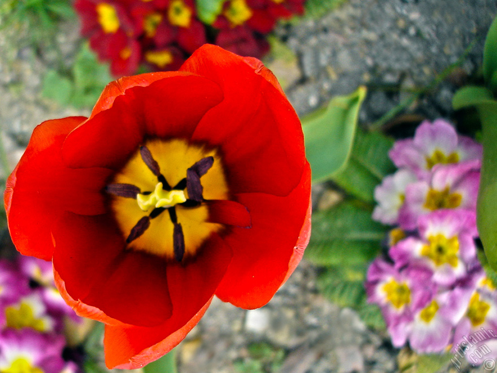 Red Turkish-Ottoman Tulip photo.
