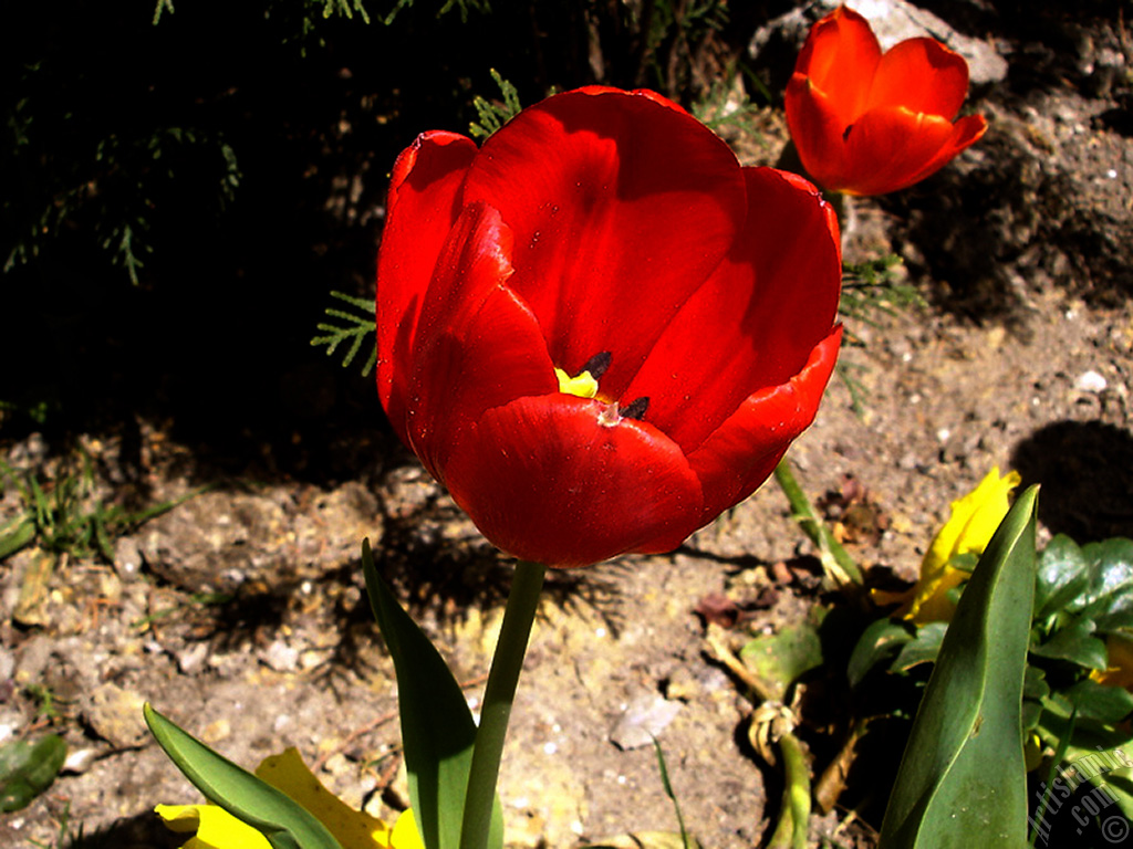 Red Turkish-Ottoman Tulip photo.
