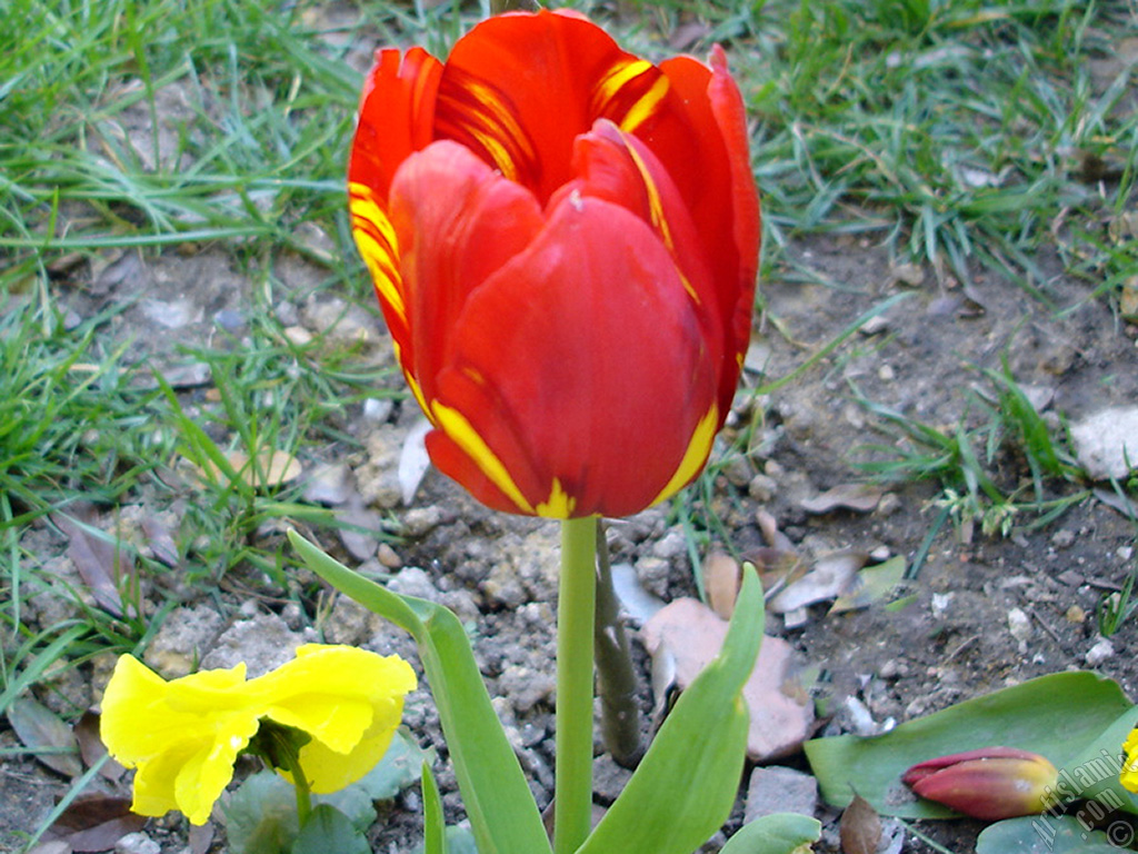 Red-yellow color Turkish-Ottoman Tulip photo.
