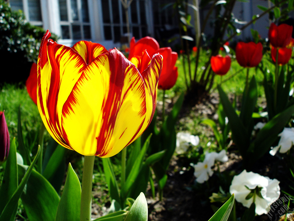 Red-yellow color Turkish-Ottoman Tulip photo.
