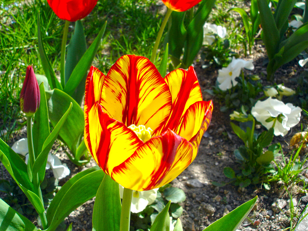 Red-yellow color Turkish-Ottoman Tulip photo.
