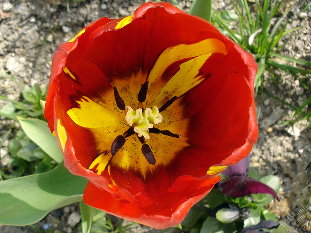 Red-yellow color Turkish-Ottoman Tulip photo.
