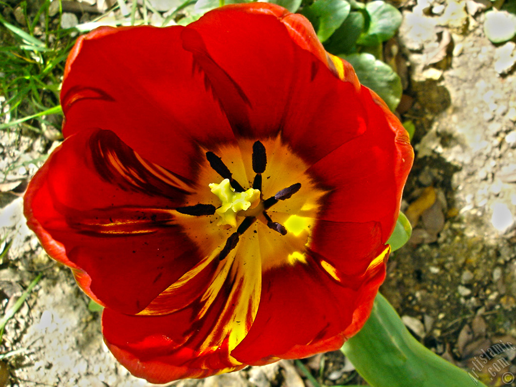 Red-yellow color Turkish-Ottoman Tulip photo.
