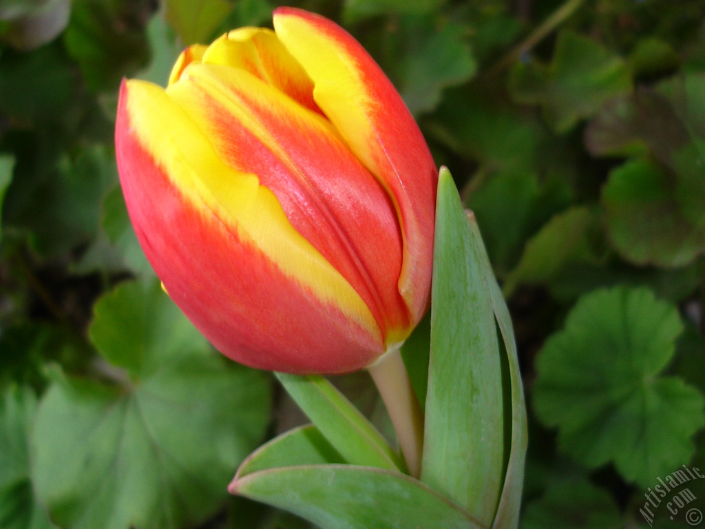 Red-yellow color Turkish-Ottoman Tulip photo.
