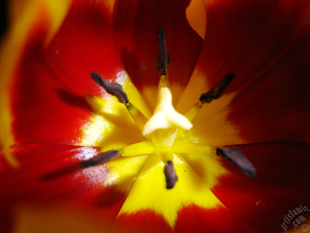 Red-yellow color Turkish-Ottoman Tulip photo.
