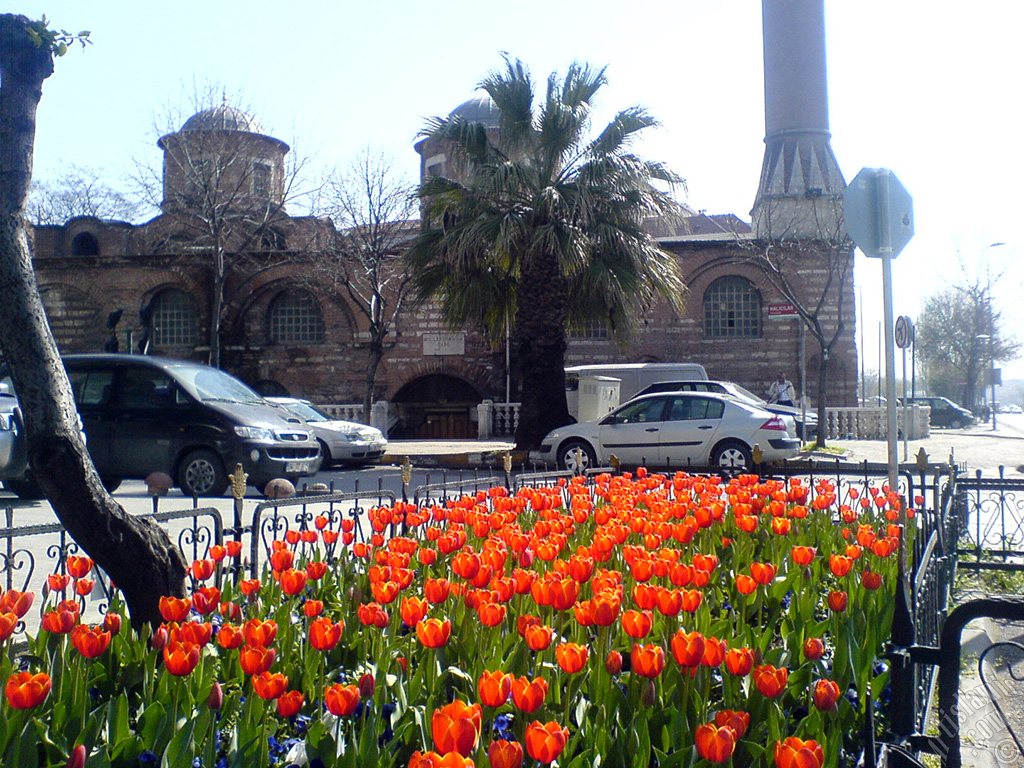 Turkish-Ottoman Tulips.
