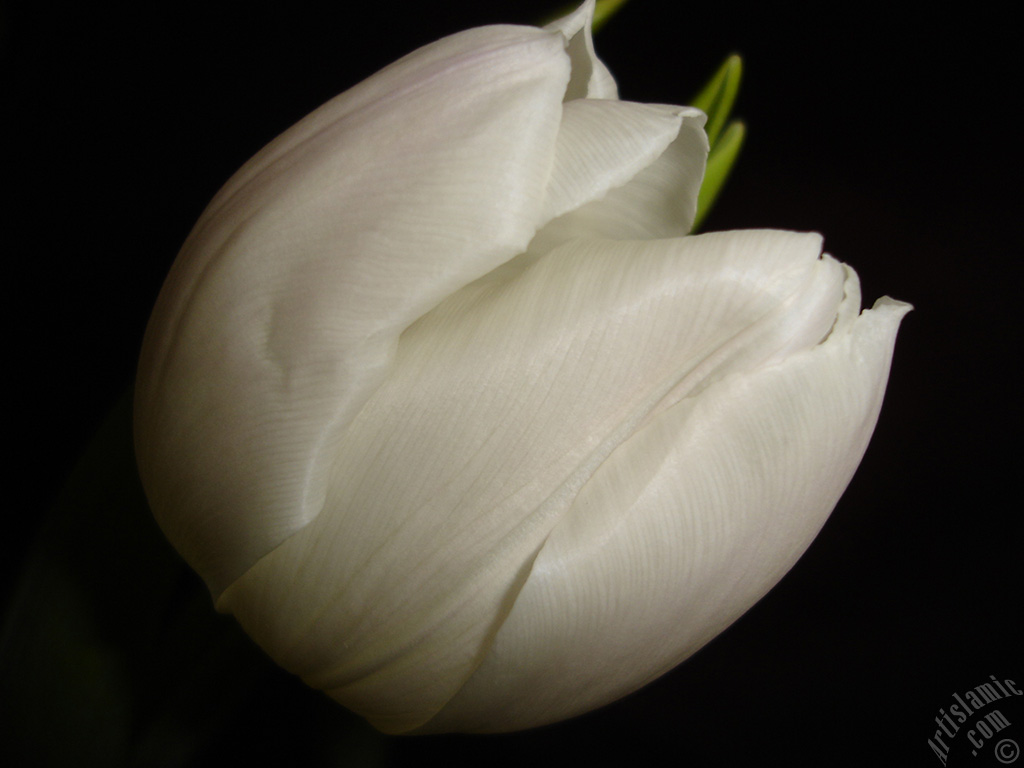 White color Turkish-Ottoman Tulip photo.
