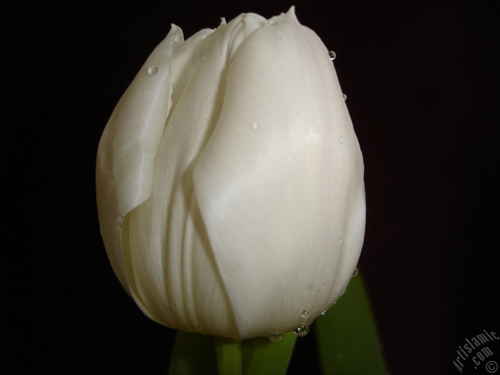 White color Turkish-Ottoman Tulip photo.
