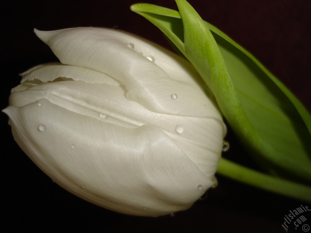 White color Turkish-Ottoman Tulip photo.
