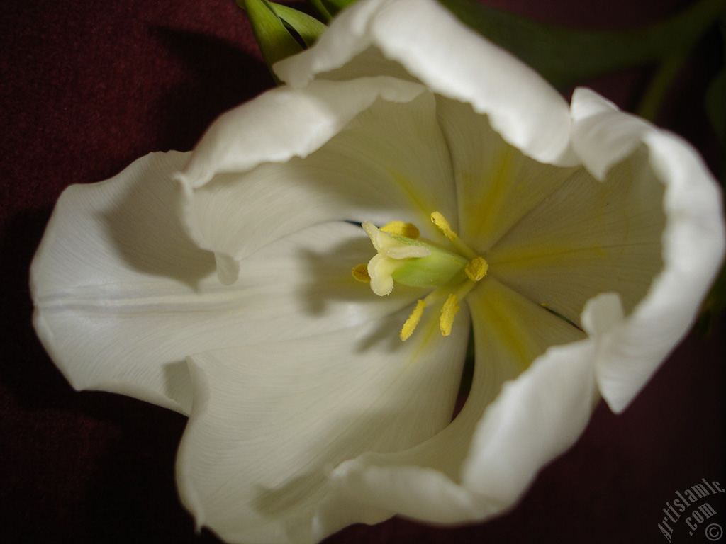 White color Turkish-Ottoman Tulip photo.
