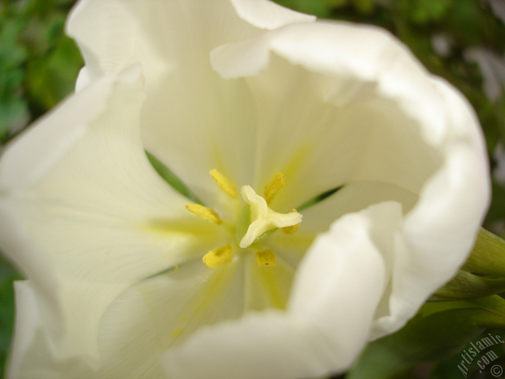 White color Turkish-Ottoman Tulip photo.
