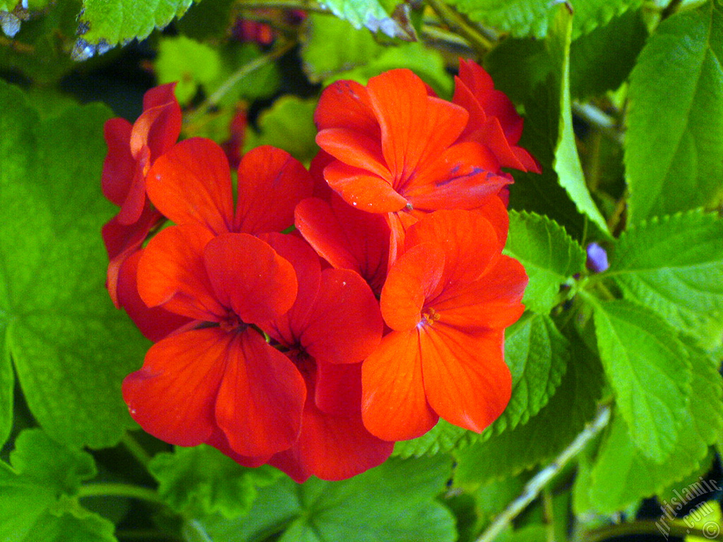 Red Colored Pelargonia -Geranium- flower.
