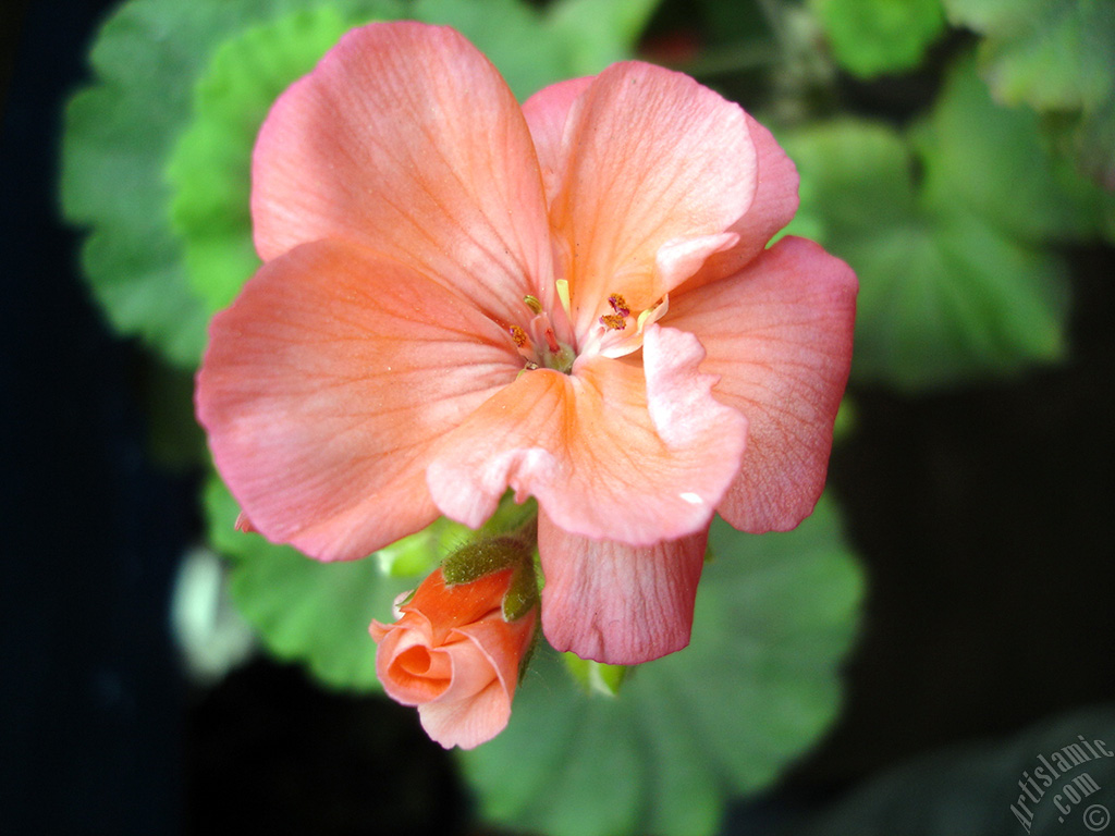 Red Colored Pelargonia -Geranium- flower.
