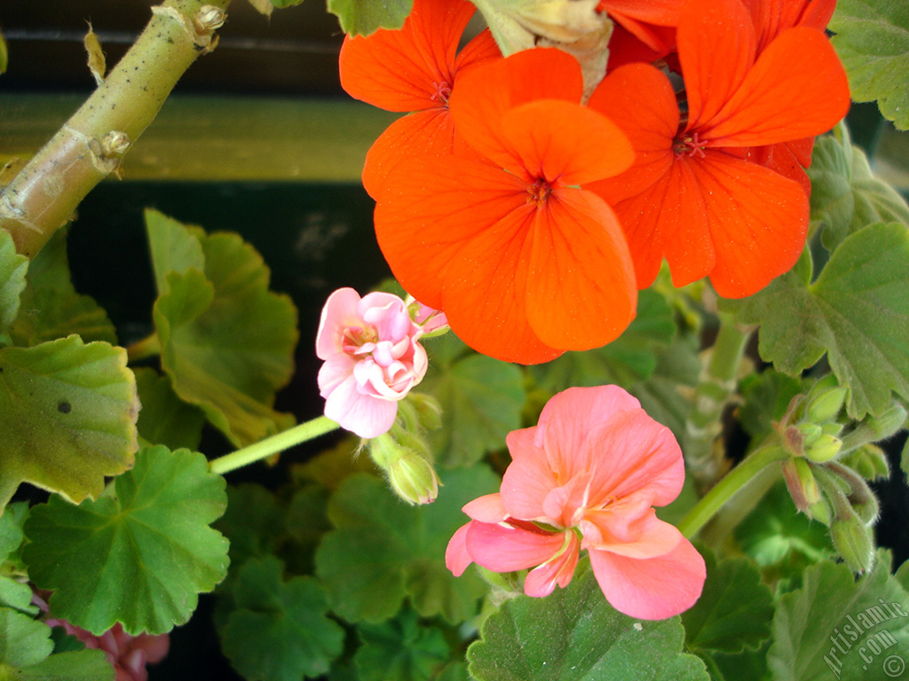 Red Colored Pelargonia -Geranium- flower.
