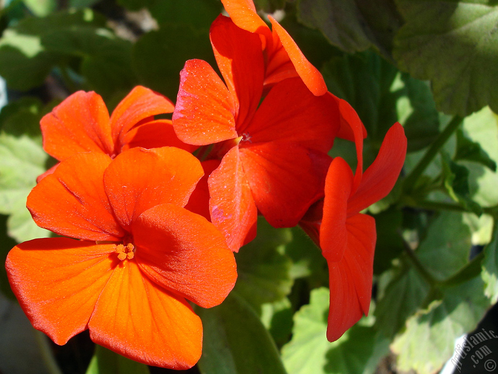 Red Colored Pelargonia -Geranium- flower.
