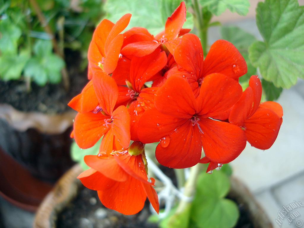 Red Colored Pelargonia -Geranium- flower.
