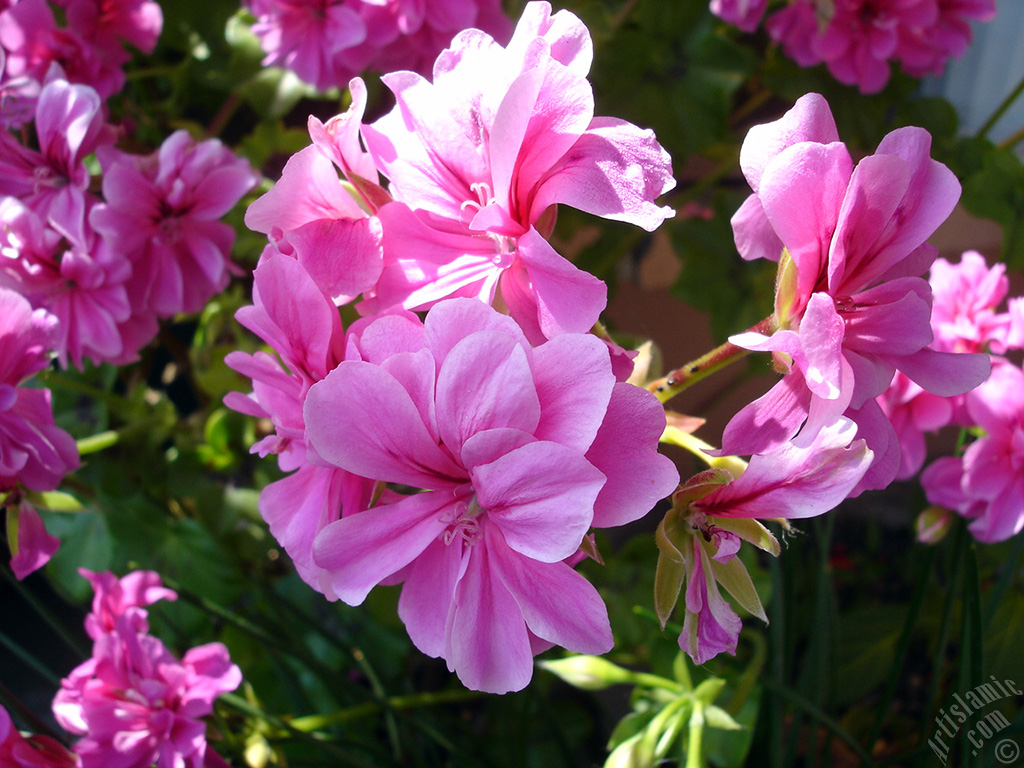 Pink Colored Pelargonia -Geranium- flower.
