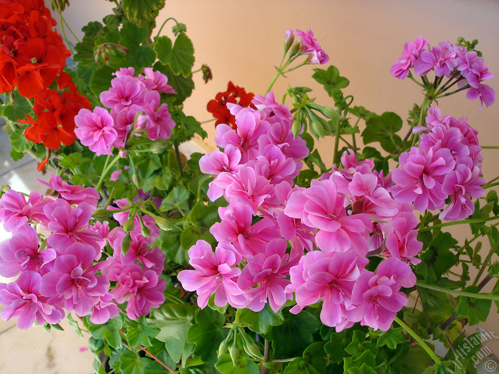 Pink Colored Pelargonia -Geranium- flower.
