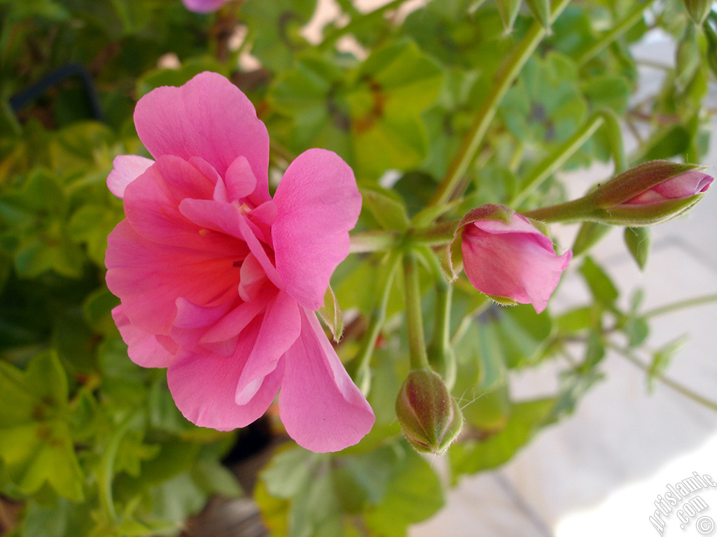 Pink Colored Pelargonia -Geranium- flower.
