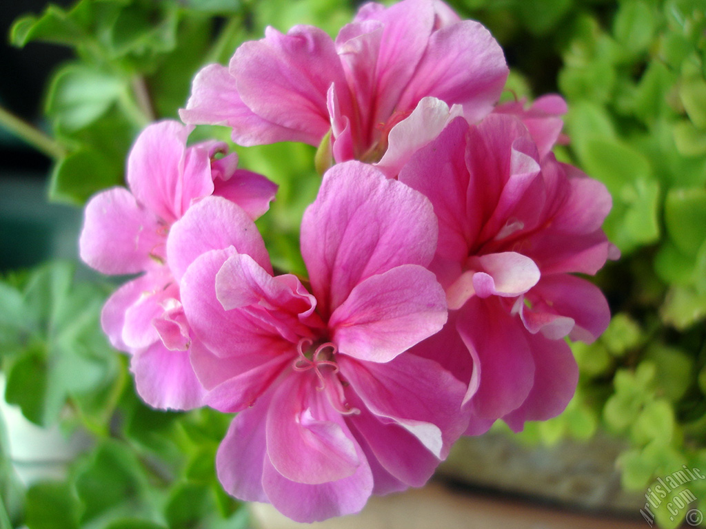 Pink Colored Pelargonia -Geranium- flower.
