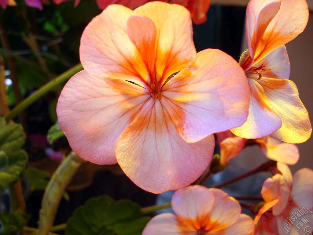 Pink and red color Pelargonia -Geranium- flower.
