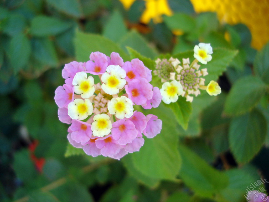 Lantana camara -bush lantana- flower.
