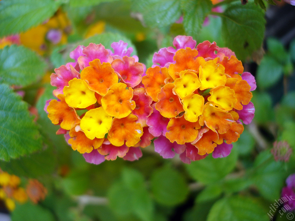 Lantana camara -bush lantana- flower.
