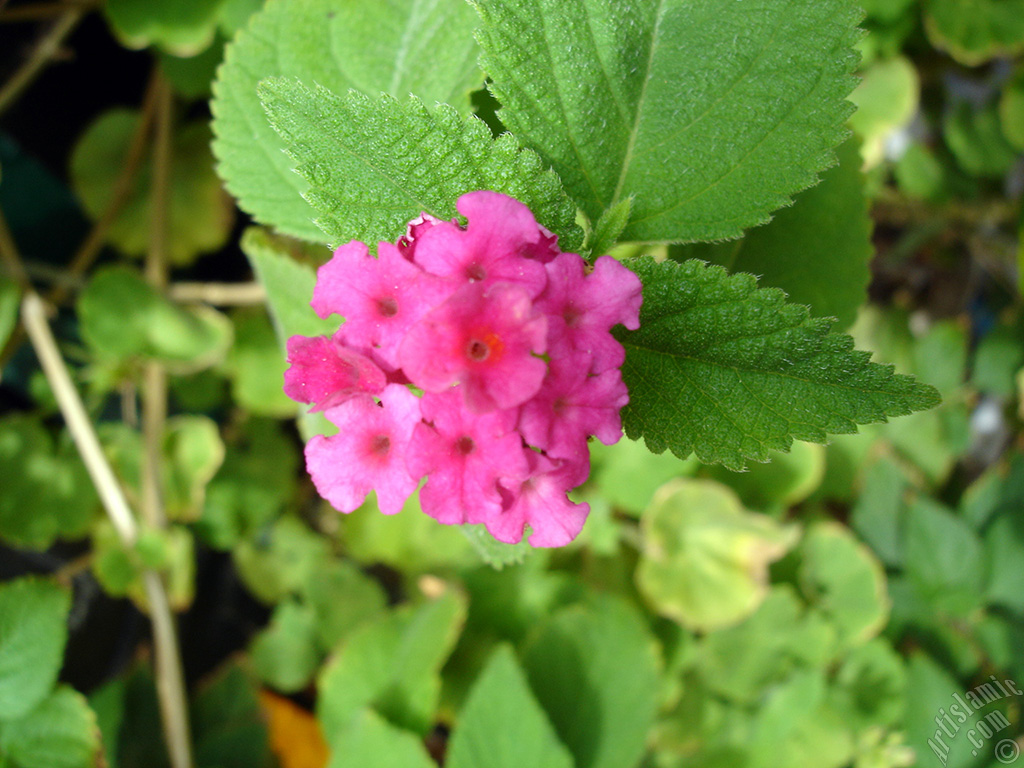 Lantana camara -bush lantana- flower.
