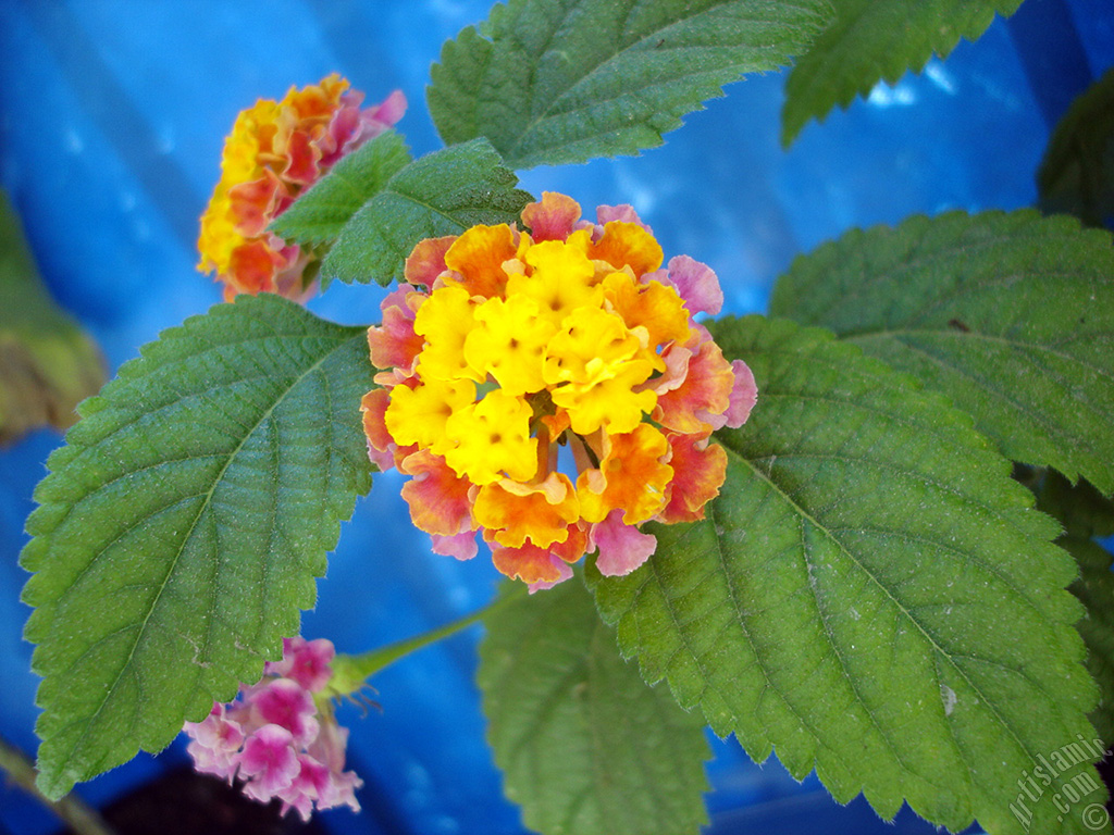 Lantana camara -bush lantana- flower.
