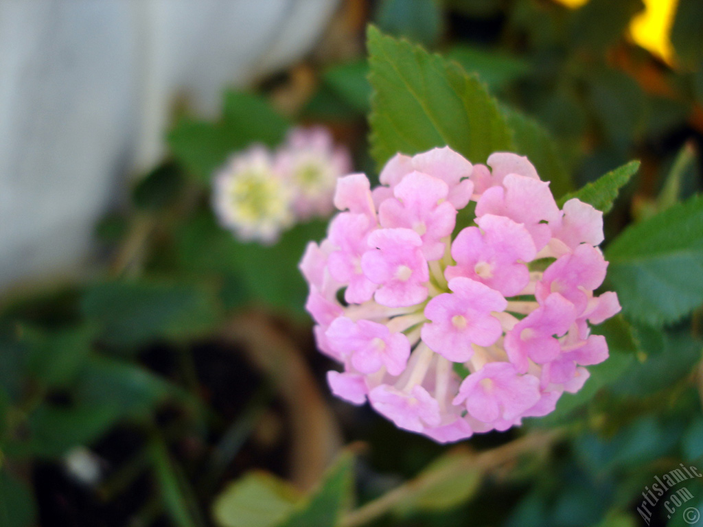 Lantana camara -bush lantana- flower.
