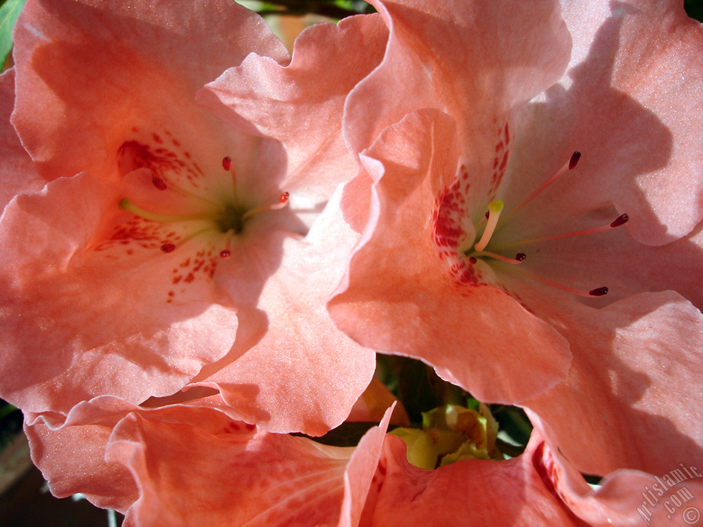 Pink color Azalea -Rhododendron- flower.
