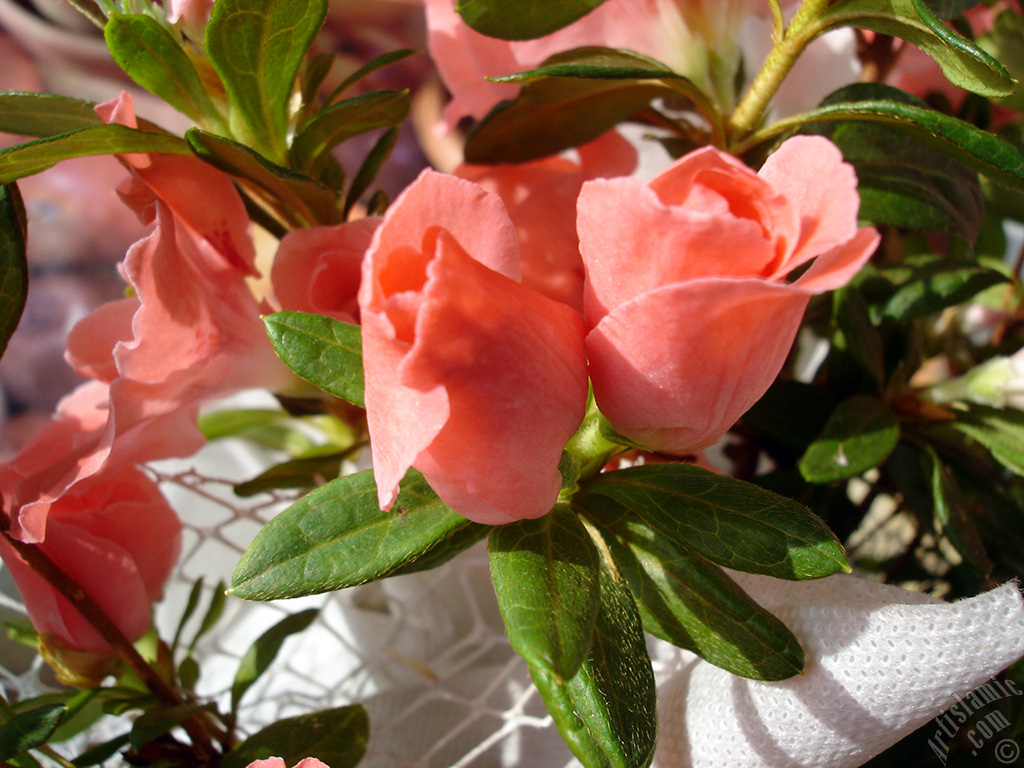 Pink color Azalea -Rhododendron- flower.
