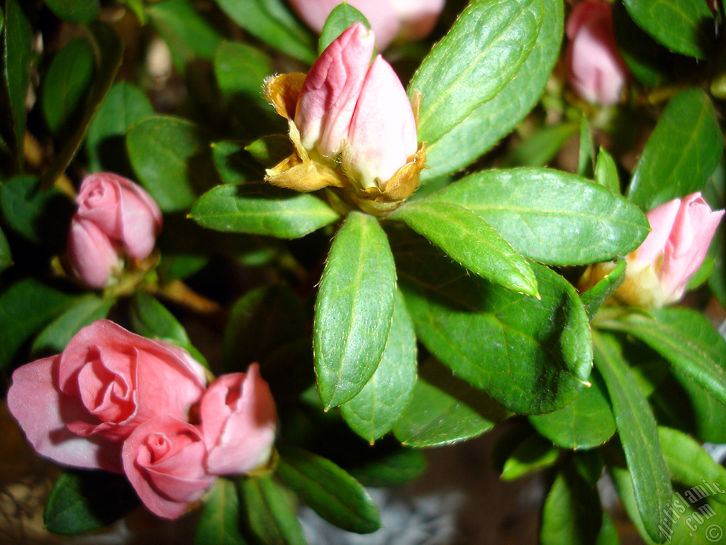 Pink color Azalea -Rhododendron- flower.
