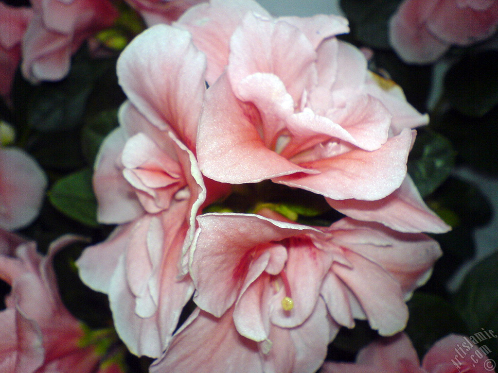 Pink color Azalea -Rhododendron- flower.
